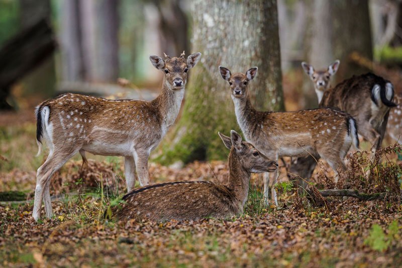 biches parc animalier boutissaint biches parc animalier boutissaint