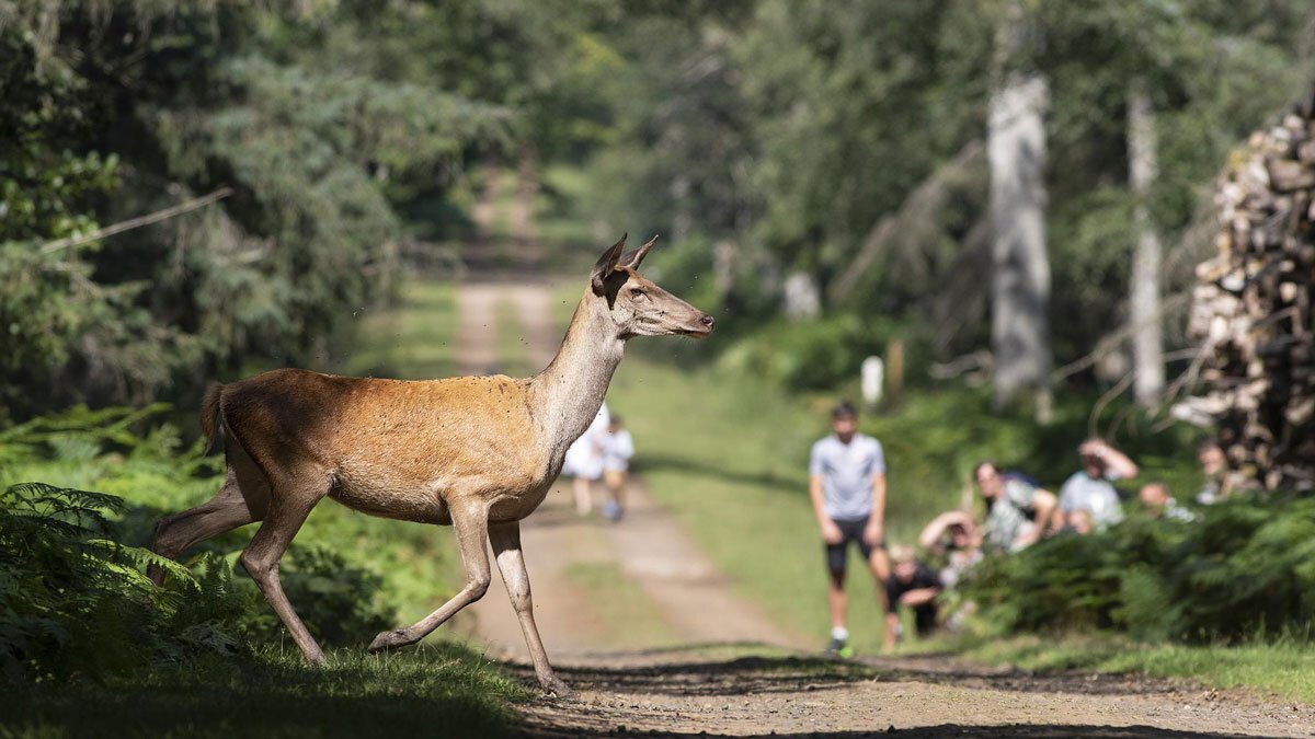 parc animalier boutissaint bourgogne