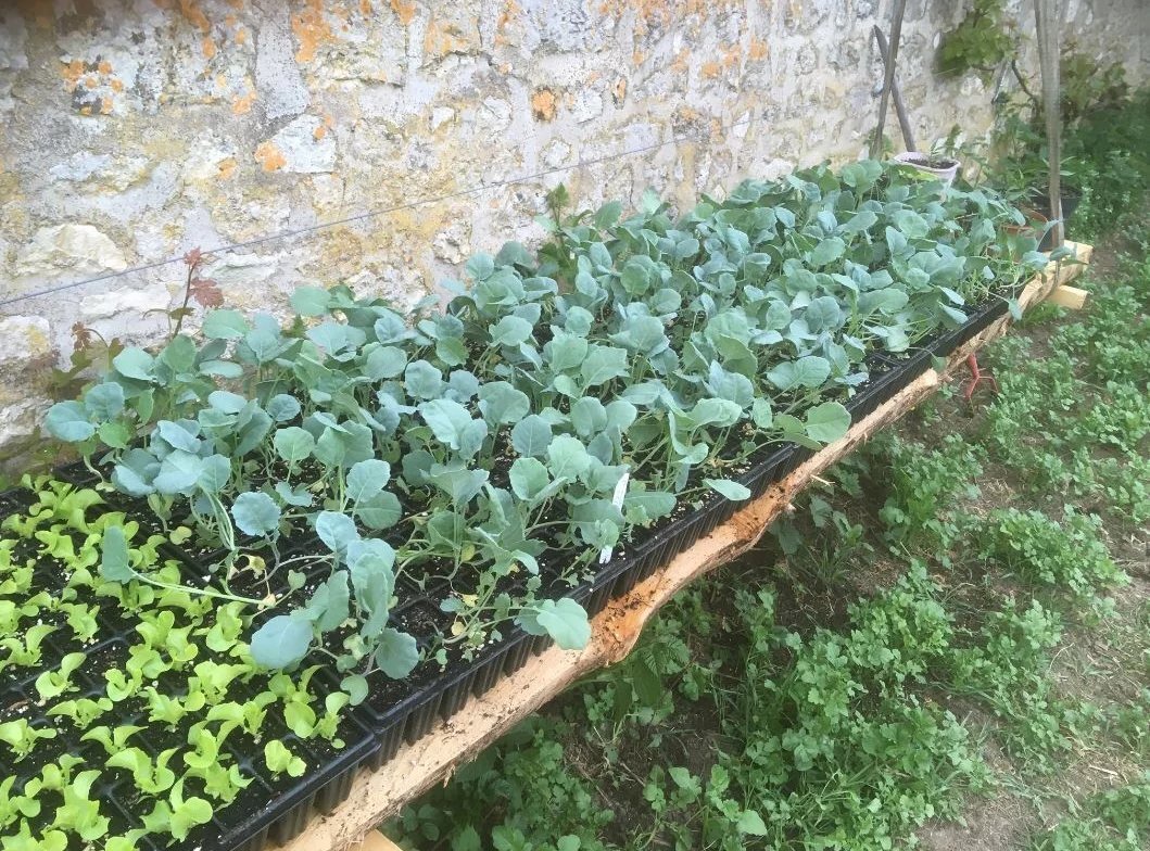 versailles chateau des barres potager