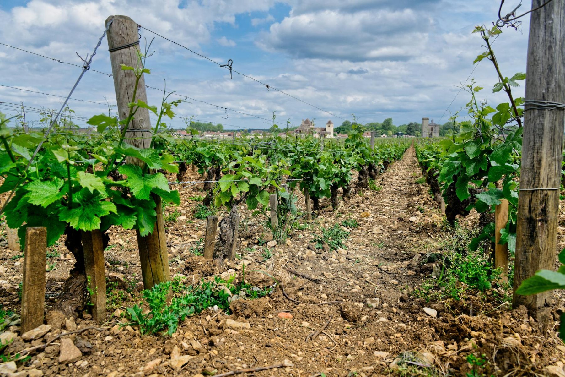 vignobles bourgogne franche comte